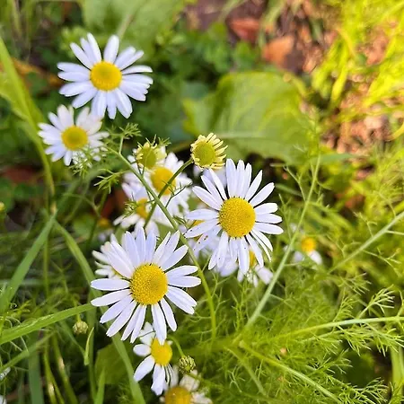 Feriehus Le Marguerite Calvados I Vue Panoramique Sur La Normandie Face Au Cerza *