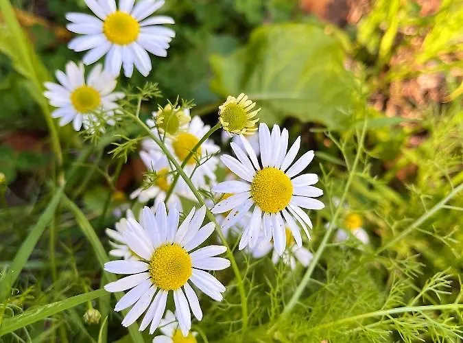Prázdninový dům Le Marguerite Calvados I Vue Panoramique Sur La Normandie Face Au Cerza *